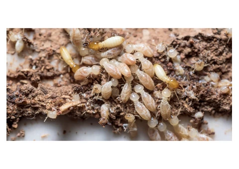 Termite Control Hobart - 2/3