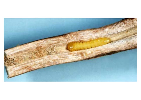 Borer Control Hobart - 2/7