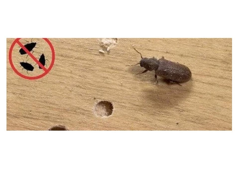 Borer Control Hobart - 4/7