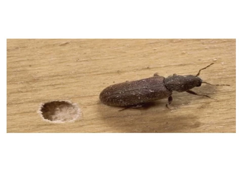 Borer Control Hobart - 7/7