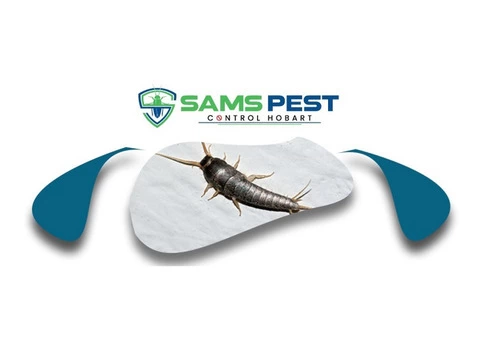 Silverfish Control Hobart - 1/6