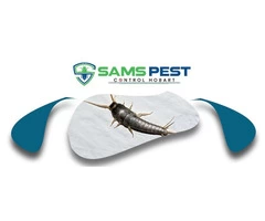 Silverfish Control Hobart