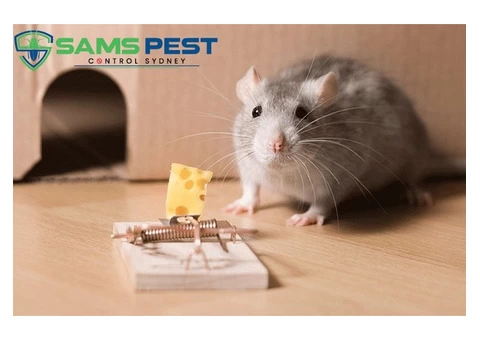 Mice Control Sydney - 1/7