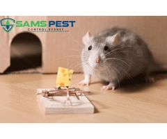 Mice Control Sydney