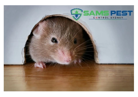 Mice Control Sydney - 5/7