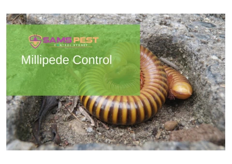 Millipedes Control Sydney - 3/6