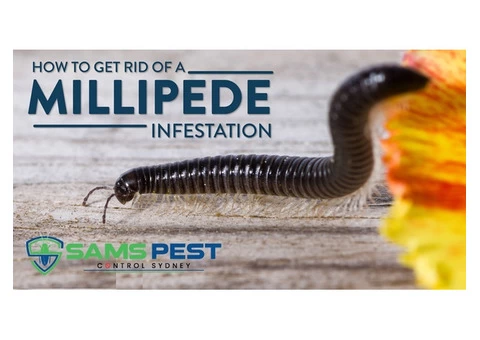 Millipedes Control Sydney - 5/6