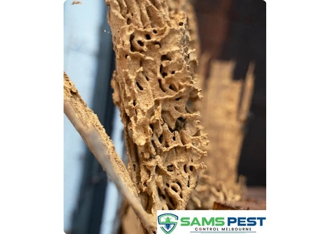 Termite Control Melbourne - 2/4
