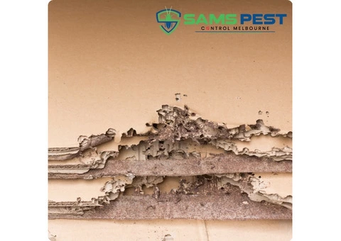 Termite Control Melbourne - 3/4
