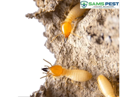 Termite Control Melbourne - 4/4