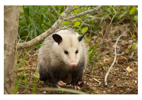 Humane Possum Removal Hobart - 1/5