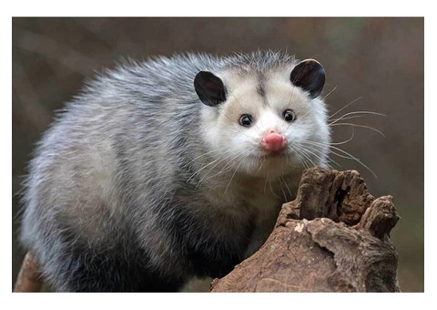 Humane Possum Removal Hobart - 2/5