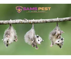 Possum Removal Sydney