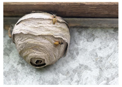 Wasp Removal Melbourne - 5/6
