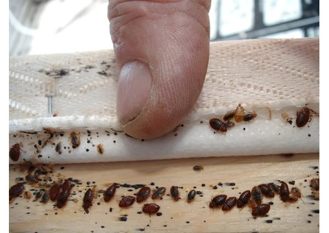Bed Bug Control Sydney - 5/6