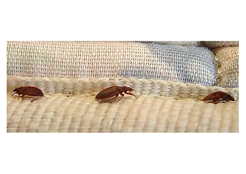 Bed Bug Control Sydney - 6/6
