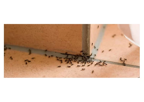 Ant Control Melbourne - 2/6