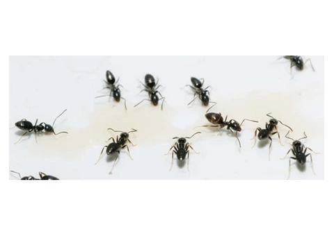 Ant Control Melbourne - 3/6