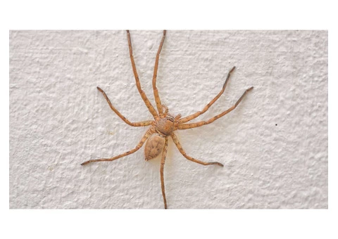 Spider Control Hobart