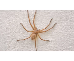 Spider Control Hobart