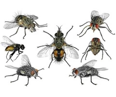 Flies Control Sydney