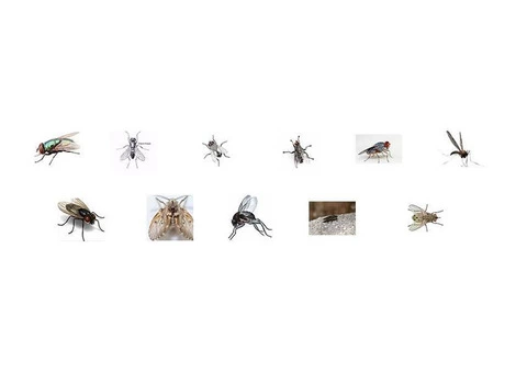 Flies Control Sydney - 2/6