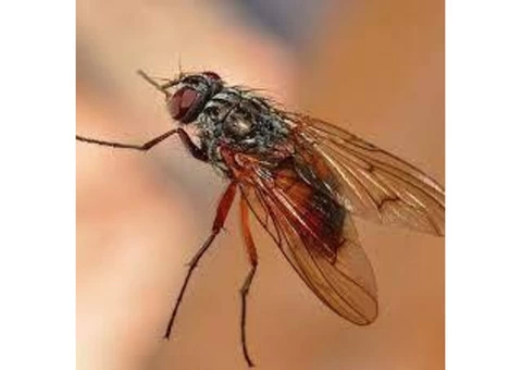 Flies Control Sydney - 5/6