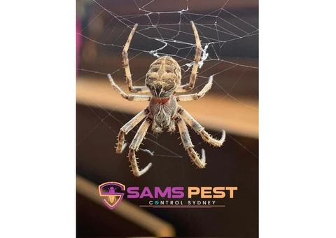 Spider Control Sydney - 6/7