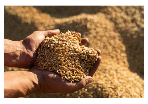 Looking for an Experienced Crop Cleaning Service in South Australia?