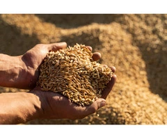 Looking for an Experienced Crop Cleaning Service in South Australia?