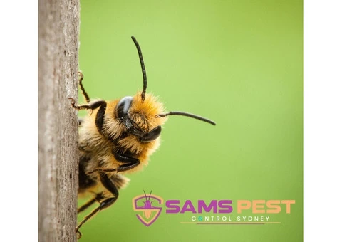 Wasp Removal Sydney - 1/6
