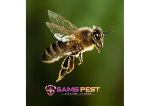 Wasp Removal Sydney - 6/6