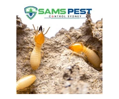Termite Control Sydney