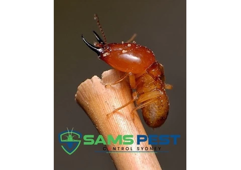 Termite Control Sydney - 5/7
