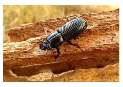 Borer Control Melbourne - 4/8