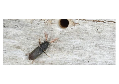 Borer Control Melbourne - 5/8