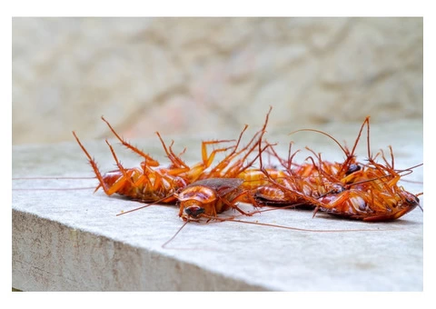 Cockroach Control Melbourne - 3/6