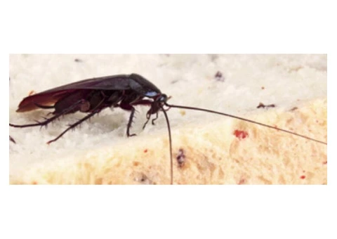 Cockroach Control Melbourne - 5/6