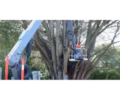 Tree Removal Services in Rowville