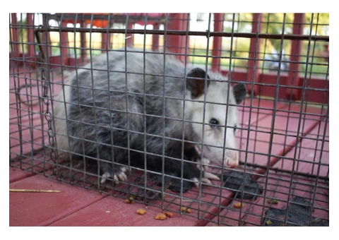 Possum Removal Brisbane - 4/5