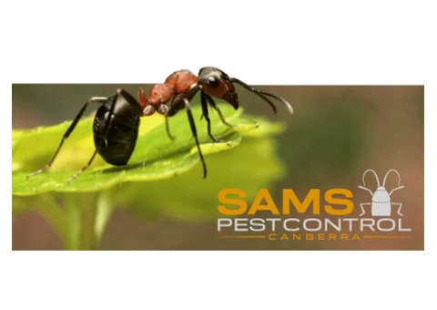 Ant Control Canberra - 1/6