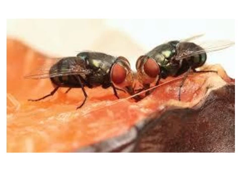 Flies Control Canberra - 4/6