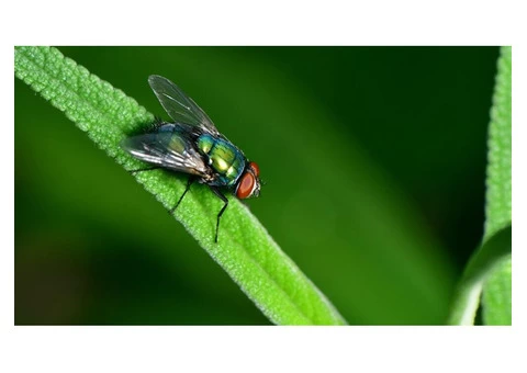 Flies Control Canberra - 5/6