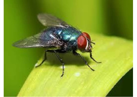 Flies Control Canberra - 6/6