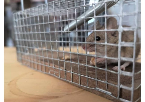 Rodent Control Canberra - 4/6