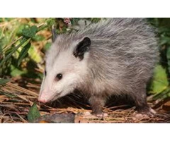 Possum Removal Sydney