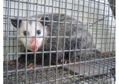 Possum Removal Sydney - 3/5