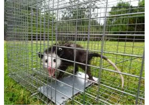 Possum Removal Sydney - 5/5