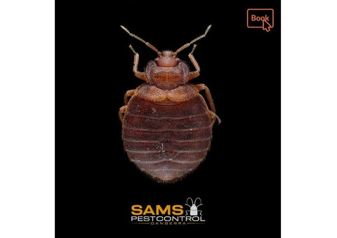 Bed Bugs Control Canberra - 7/7