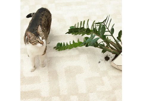 Best Carpet Pet Stain Remover East Melbourne | Pet Stain Remover | 1800961338 - 3/6